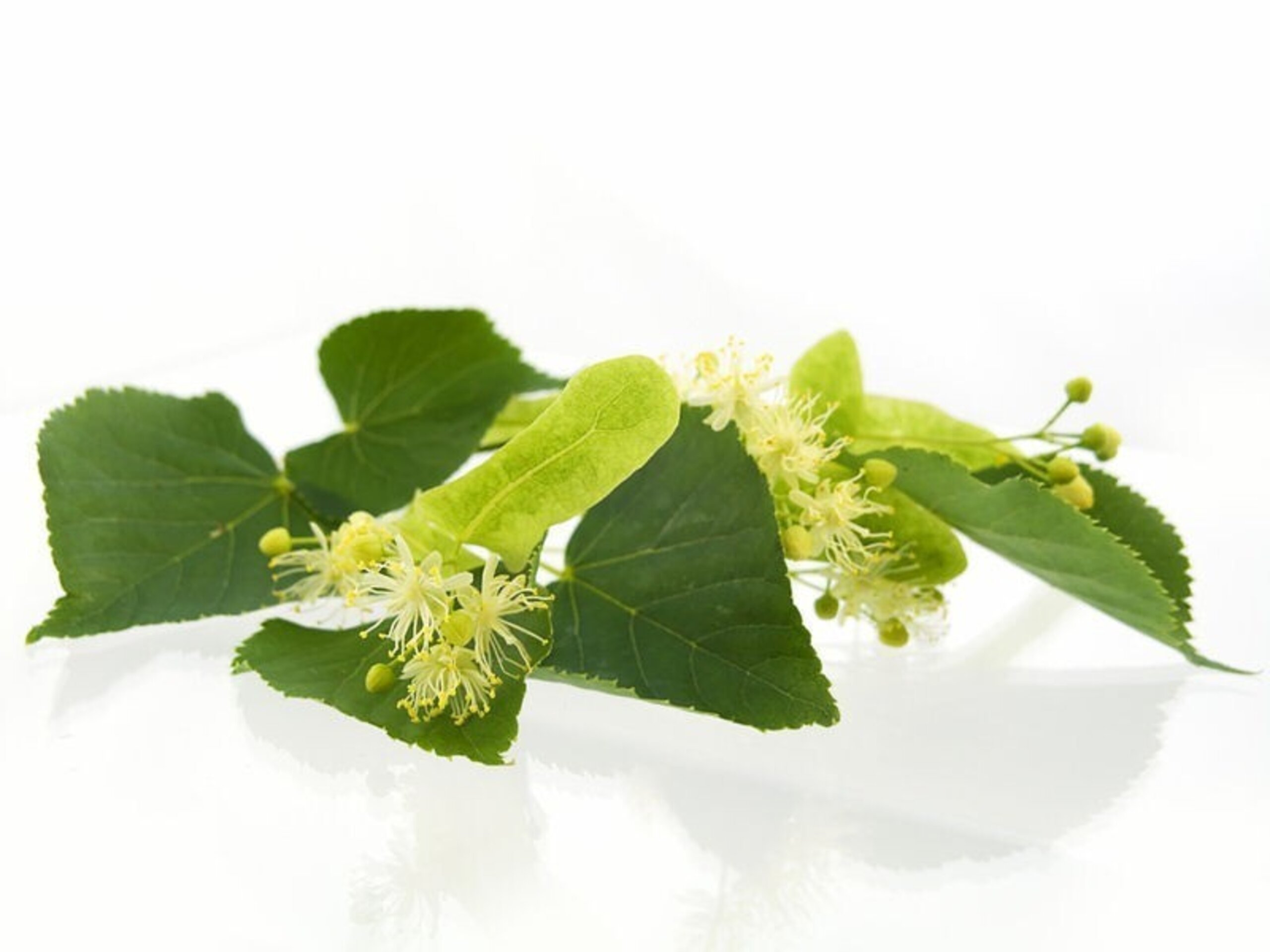 Jabón profesional Árbol de Té Verde Aromaterapia Barra 2Kg - 2